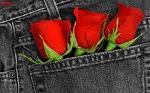 AutumnRoseRed