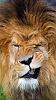 LION_7