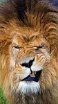 LION_7