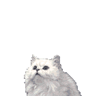 Caz_7