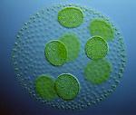 Green_Algae