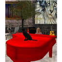 meow_KOA