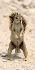 BigNutz4urMou
